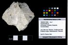 Foto (Objekt + Etikett) von Goniodromites sp.  (NHMW-GEO-1990-0041-3989)